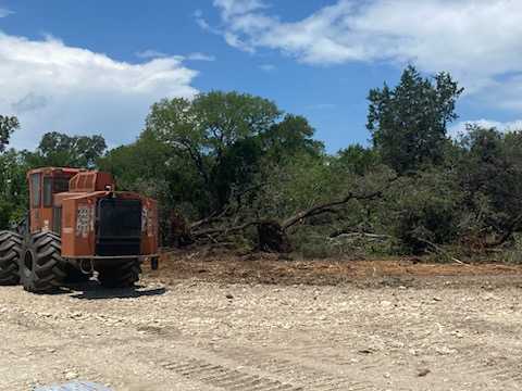 Before land clearing - dense brush and cedar